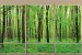 Wallpapers mural Green forest model window 2 color windows