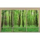 Wallpapers mural Green forest model window 2 color windows Wallpapers mural Green forest model window 2 color windows