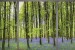 Wallpapers mural window view of forest with purple color