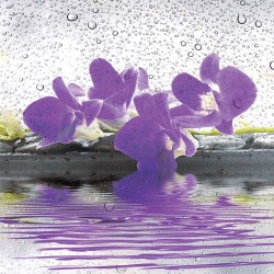 Photo mural spa stones with flowers and water drops in 2 colors