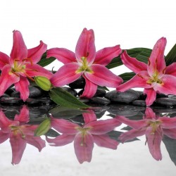 Wall murals spa stones with pink lilies