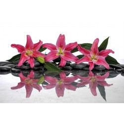 Wall murals spa stones with pink lilies