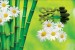 Wallpapers mural a spa composition with bamboo and daisies
