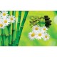 Wallpapers mural a spa composition with bamboo and daisies Wallpapers mural a spa composition with bamboo and daisies