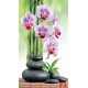 Wallpapers branch purple orchid and spa stones Wallpapers branch purple orchid and spa stones