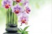 Wallpapers branch purple orchid and spa stones