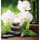 Wallpapers spa composition with bamboo and white orchids Wallpapers spa composition with bamboo and white orchids