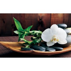Wallpapers mural spa with orchid in brown