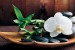 Wallpapers mural spa with orchid in brown