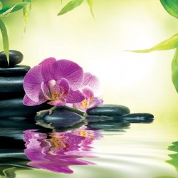 Wallpapers spa composition with orchid and stones