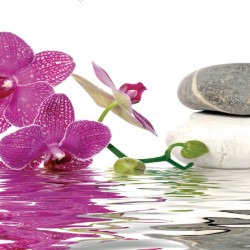 Wallpapers mural orchid and spa stones in water