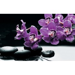 Wallpapers mural purple orchid branch with black stones