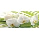 Wall murals spa orchids in white and green