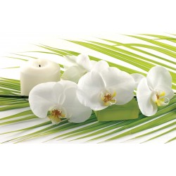 Wall murals spa orchids in white and green
