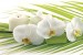 Wall murals spa orchids in white and green