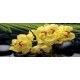 Photo mural spa stones and yellow orchids Photo mural spa stones and yellow orchids