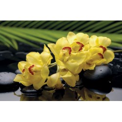 Photo mural spa stones and yellow orchids