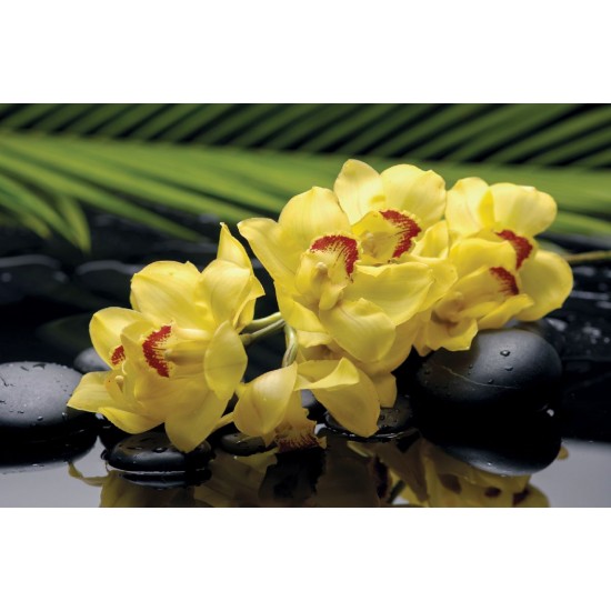 Photo mural spa stones and yellow orchids Photo mural spa stones and yellow orchids