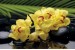 Photo mural spa stones and yellow orchids