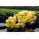 Photo mural spa stones and yellow orchids Photo mural spa stones and yellow orchids