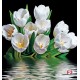 Photo mural bouquet tulips with water reflection black background Photo mural bouquet tulips with water reflection black background