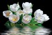 Photo mural bouquet tulips with water reflection black background