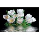 Photo mural bouquet tulips with water reflection black background Photo mural bouquet tulips with water reflection black background