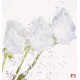 Wall murals crystal roses with water drops
