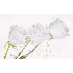 Wall murals crystal roses with water drops