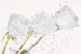 Wall murals crystal roses with water drops