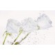 Wall murals crystal roses with water drops