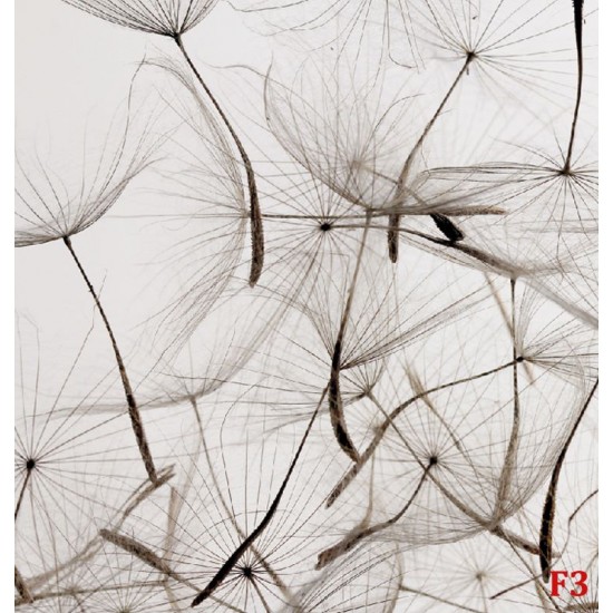 Wall murals gray dandelion scattered