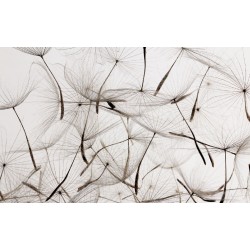 Wall murals gray dandelion scattered