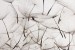 Wall murals gray dandelion scattered