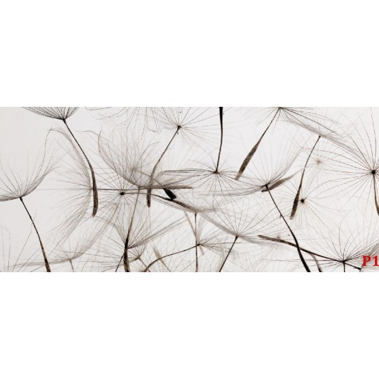 Wall murals gray dandelion scattered