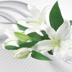 Wall murals white lilies on abstrackt background in 2 colors