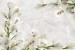Wall murals cream orchids on wrinkled structure