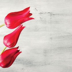 Wallpapers tulips over grey background in 3 colors