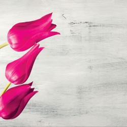 Wallpapers tulips over grey background in 3 colors