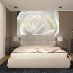 Wall mural big rose in cream colour