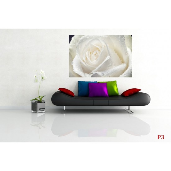 Wall mural big rose in cream colour
