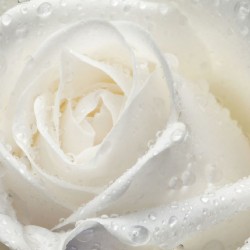 Wall mural big rose in cream colour