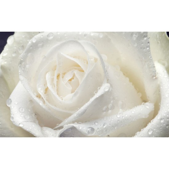 Wall mural big rose in cream colour
