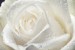 Wall mural big rose in cream colour