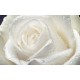 Wall mural big rose in cream colour