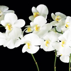 Photo mural white orchids twig on black background 2