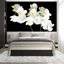 Photo mural white orchids twig on black background 2 Photo mural white orchids twig on black background 2