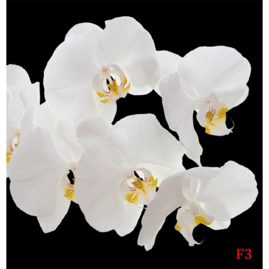 Wallpapers mural white orchids on black background