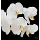 Wallpapers mural white orchids on black background