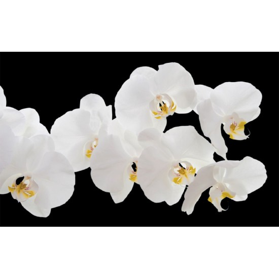Wallpapers mural white orchids on black background